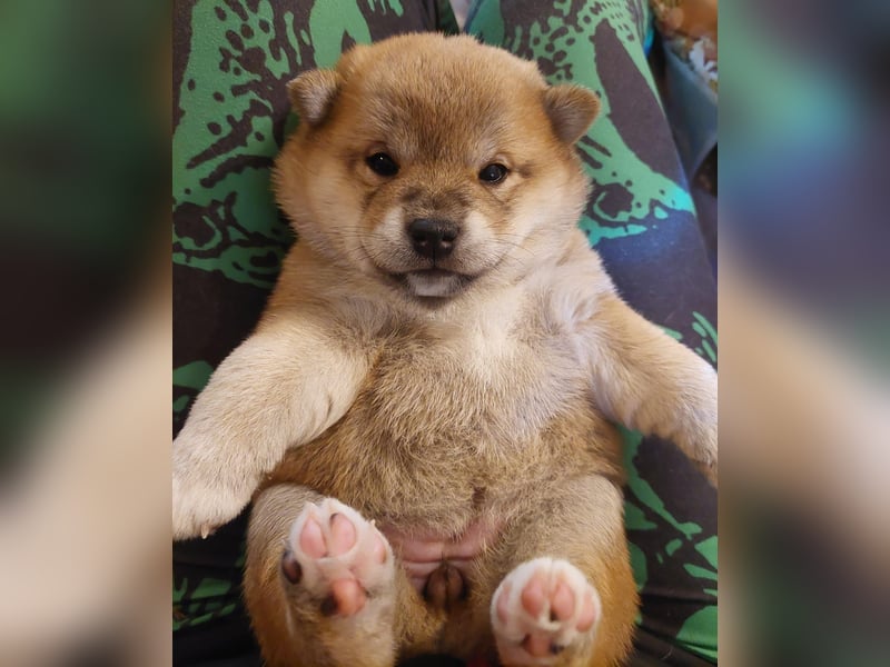 Shiba Inu Knuddels suchen verantwortungsvolles zu Hause