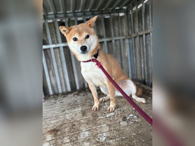 Ribizli PP - Junge Hündin auf der Suche nach Sicherheit