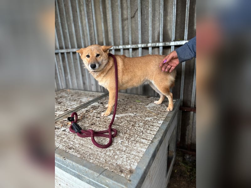 Zarte Shiba-Inu-Hündin Pepi-PP sucht geduldige und liebevolle Menschen ❤️