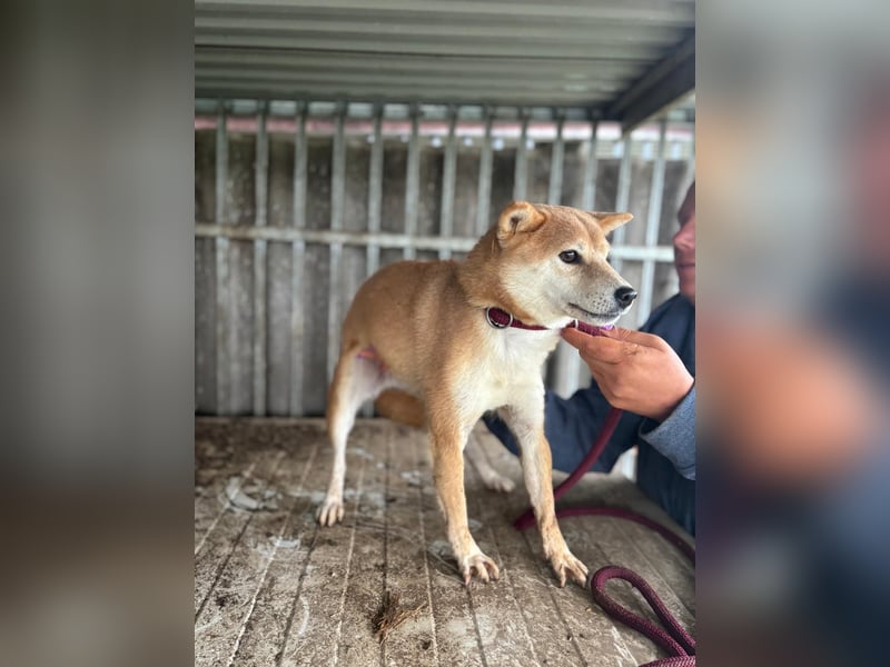 Ribizli PP - Junge Hündin auf der Suche nach Sicherheit