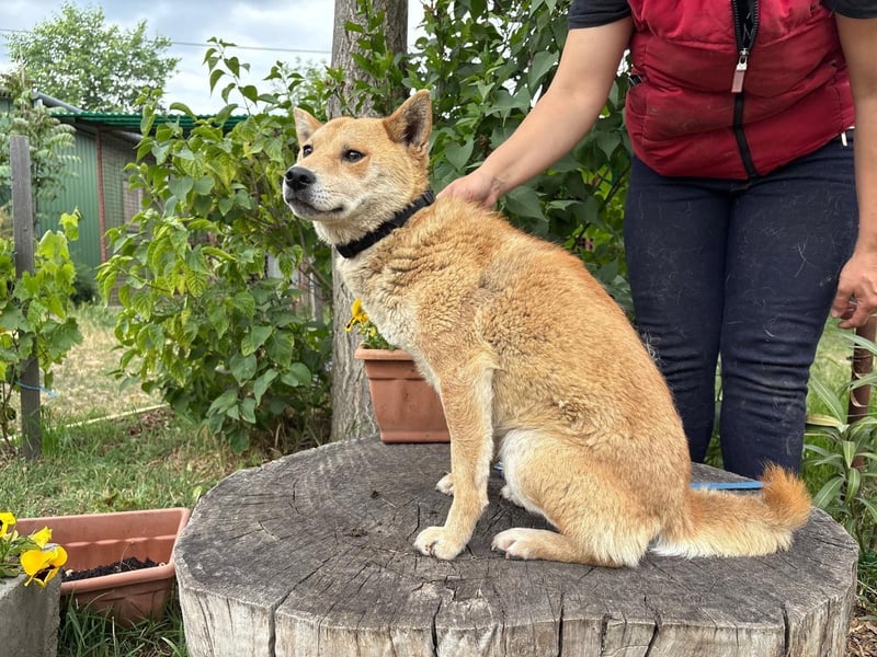 Melchior-KK- ruhiger, charakterstarker Begleiter sucht Zuhause 