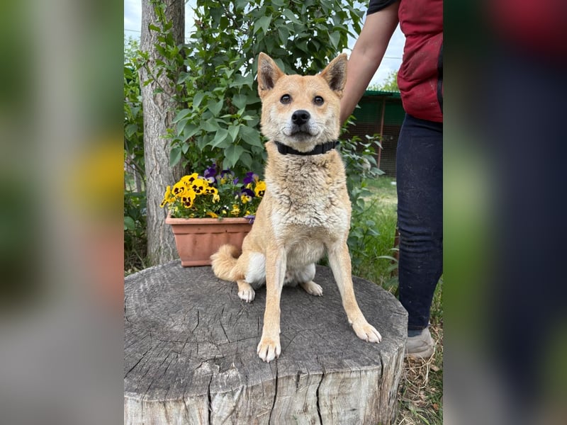 Melchior-KK- ruhiger, charakterstarker Begleiter sucht Zuhause 