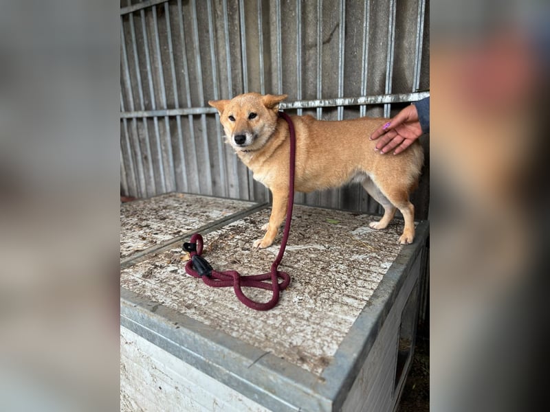 Zarte Shiba-Inu-Hündin Pepi-PP sucht geduldige und liebevolle Menschen ❤️