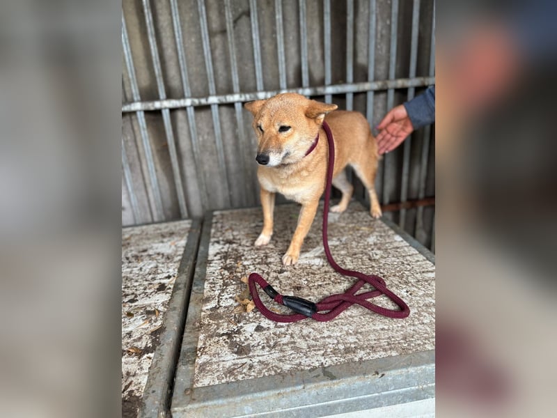 Zarte Shiba-Inu-Hündin Pepi-PP sucht geduldige und liebevolle Menschen ❤️