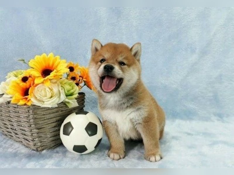 Shiba Inu    Hündin – geimpft, entwurmt, gechipt, mit EU-Heimtierausweis
