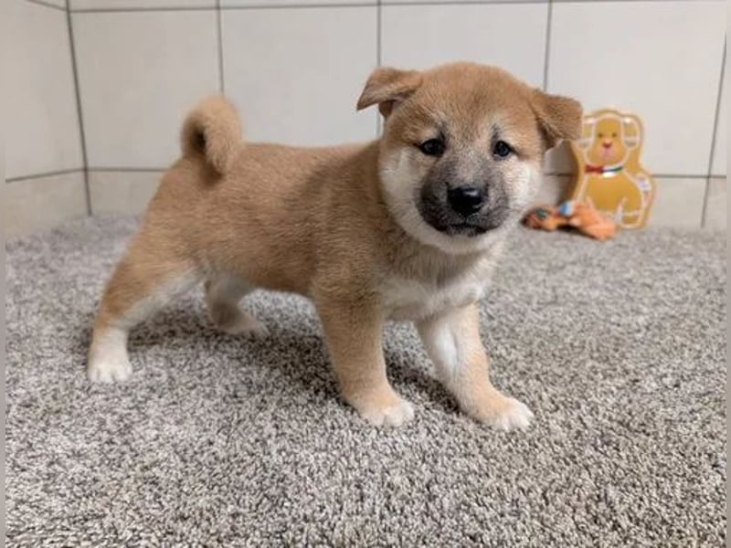 SHIBA INU Hündin – geimpft, entwurmt, gechipt, mit EU-Heimtierausweis