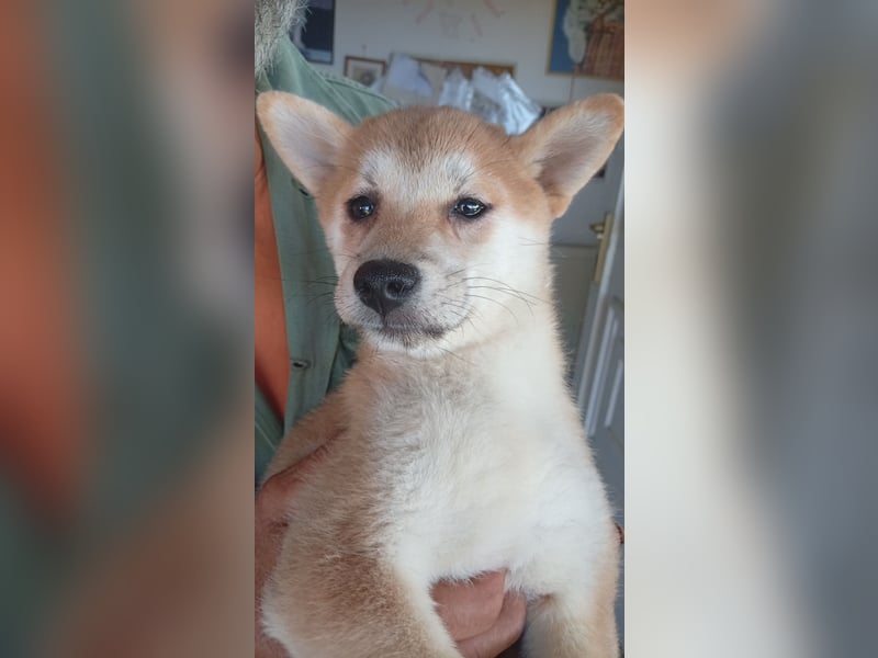 Kivi, Shiba Inu Welpenmädchen geb. 05/2026