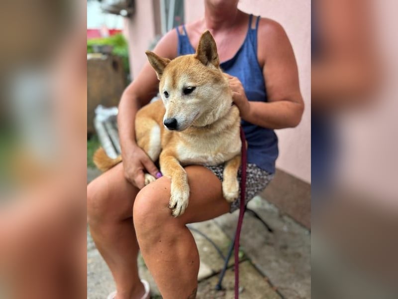 Eragon. schüchterner, lieber Shiba Inu Rüde