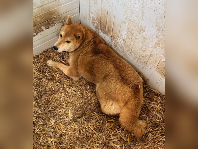 Zsömi, schüchterne Shiba Inu Hündin