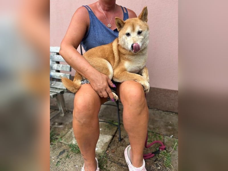 Eragon. schüchterner, lieber Shiba Inu Rüde