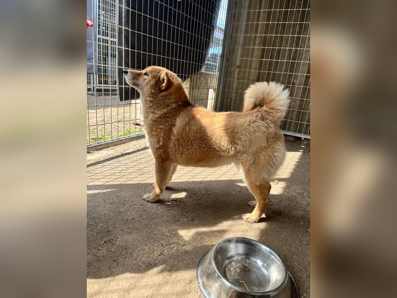 Skyla, hübsche Shiba Inu Dame geb. 07/2020