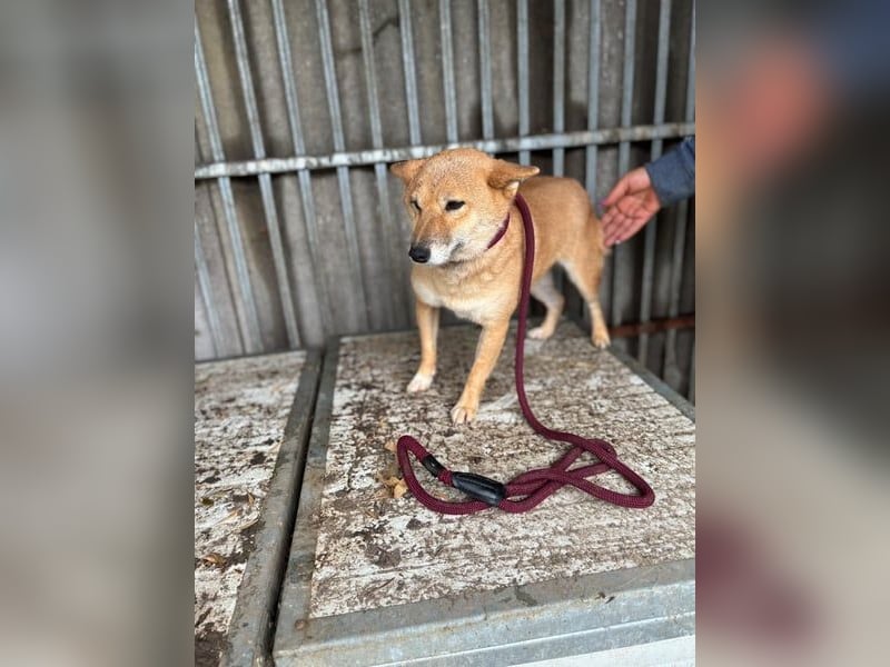 Pepi, sensible, feinfühlige Shiba Inu Hündin geb. 07/2020