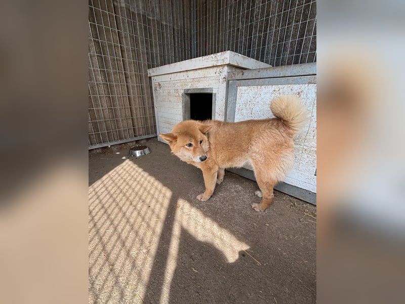 Skyla, hübsche Shiba Inu Dame geb. 07/2020