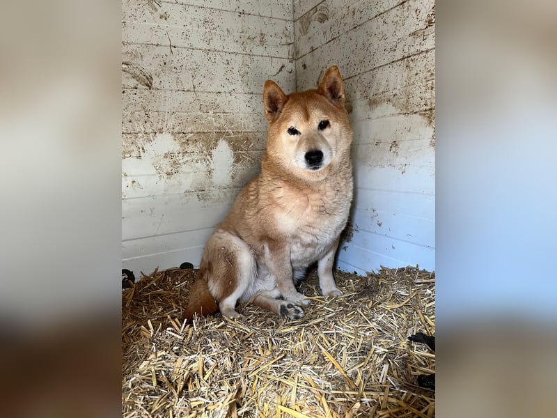Kenji, schüchterner Shiba Inu Rüde geb. 08/2021