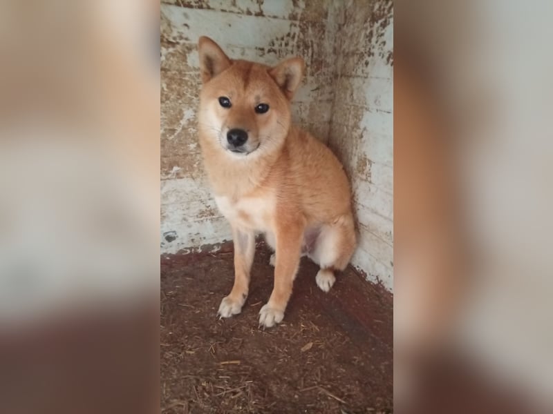 Anygal, junge Shiba Inu Hündin geb. 07/2025