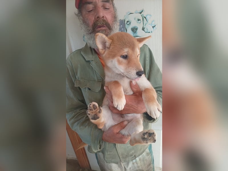 Ananasz, Shiba Inu Welpenjunge geb. 05/2026