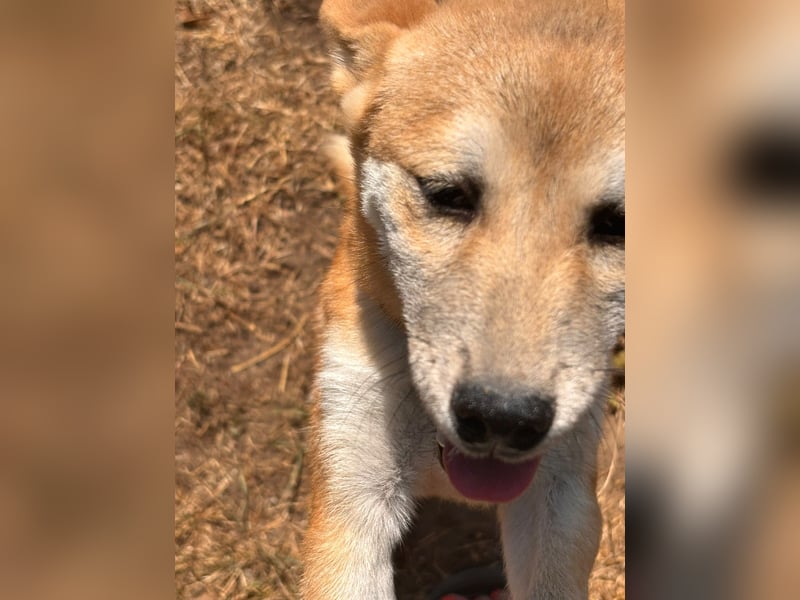 Adel. liebes Shiba Inu Welpenmädchen geb. 02/2026