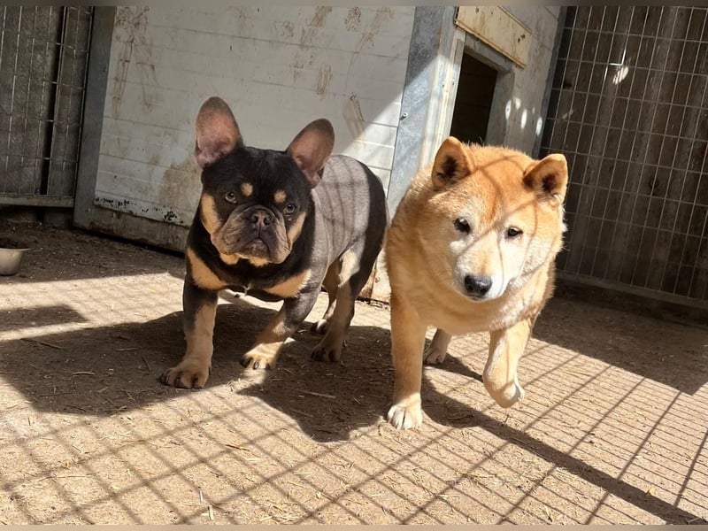 Kenji, schüchterner Shiba Inu Rüde geb. 08/2021