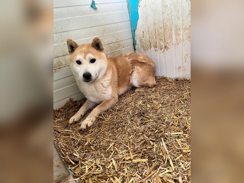 Kenji, schüchterner Shiba Inu Rüde geb. 08/2021