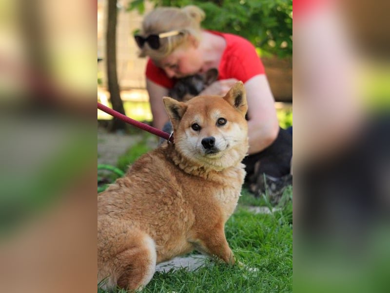 Füresz, schüchterner Shiba Inu Rüde geb. 01/2022