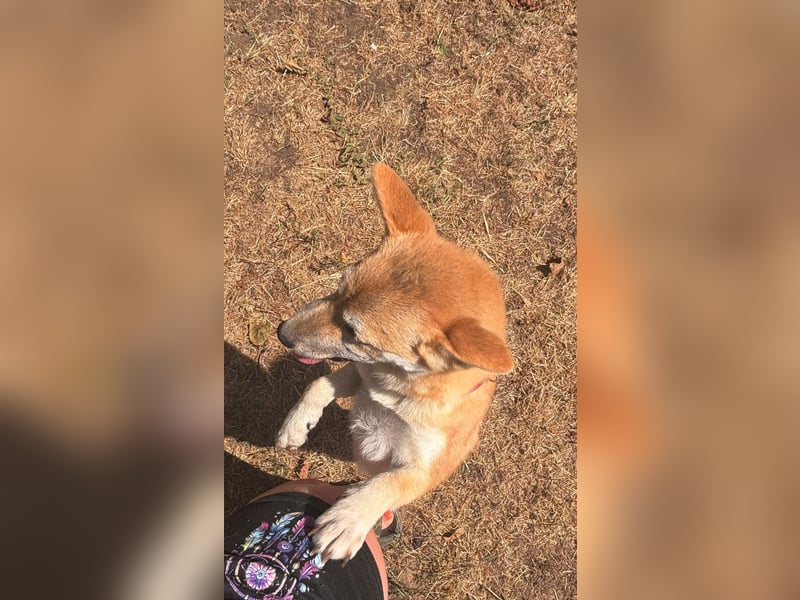 Adel. liebes Shiba Inu Welpenmädchen geb. 02/2026