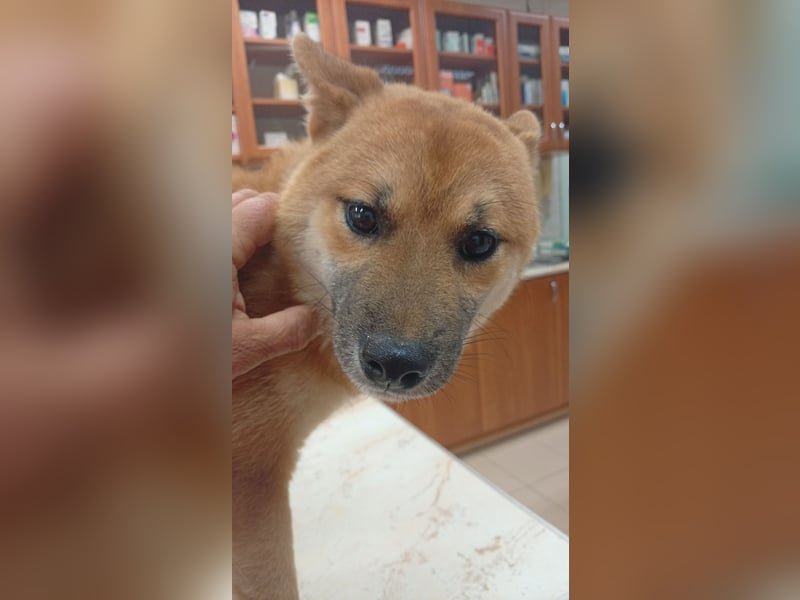 Alex, junger sensibler Shiba Inu geb. 07/2025