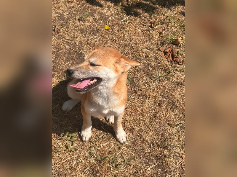 Adel. liebes Shiba Inu Welpenmädchen geb. 02/2026