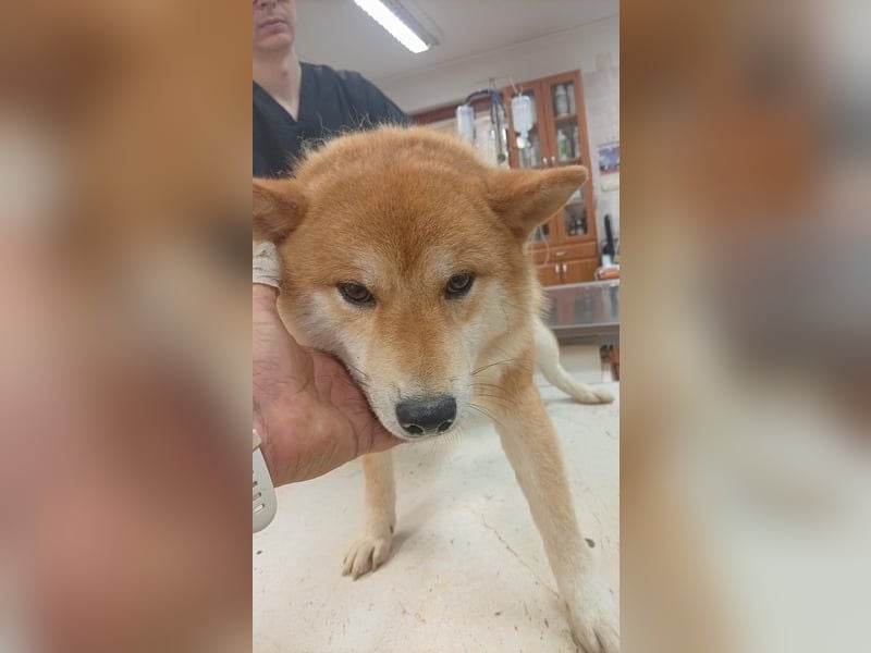 Zaba, schüchterner, lieber Shiba Inu Rüde geb. 09/2023