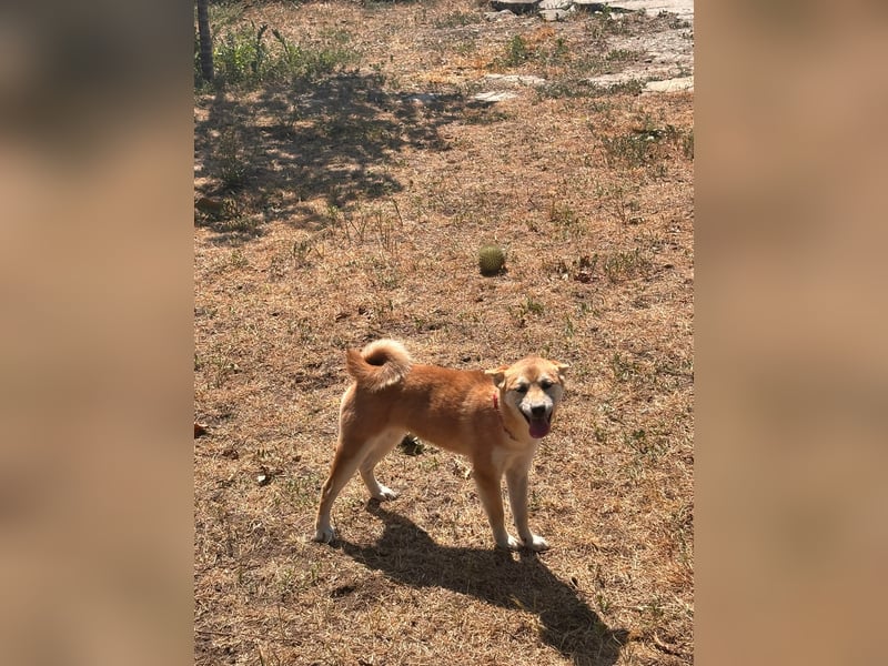Adel. liebes Shiba Inu Welpenmädchen geb. 02/2026