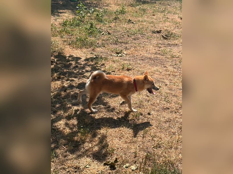 Adel. liebes Shiba Inu Welpenmädchen geb. 02/2026