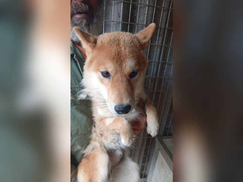 Golyo, junger Shiba Inu Rüde geb. 07/2025