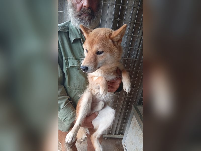 Golyo, junger Shiba Inu Rüde geb. 07/2025