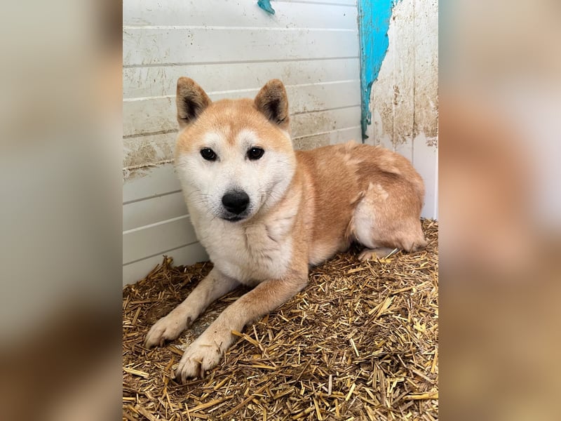 Kenji, schüchterner Shiba Inu Rüde geb. 08/2021