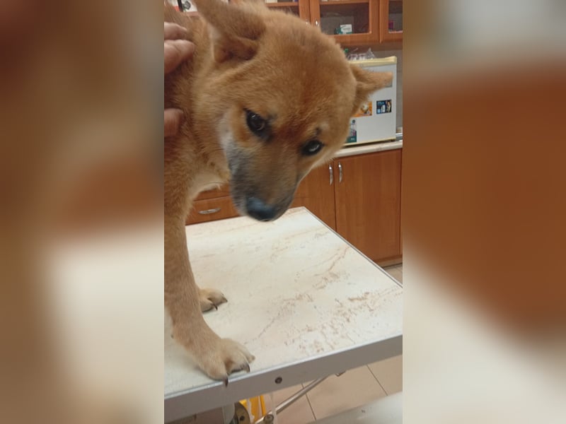 Alex, junger sensibler Shiba Inu geb. 07/2025