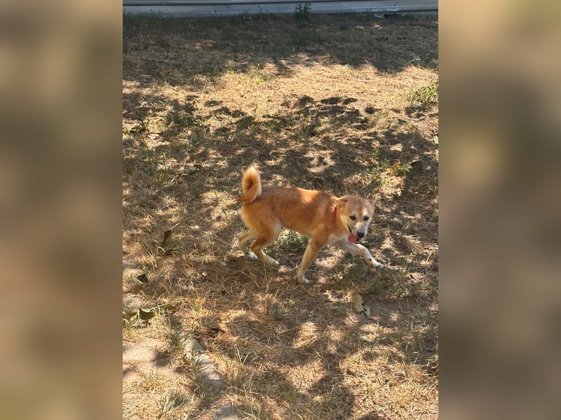 Adel. liebes Shiba Inu Welpenmädchen geb. 02/2026