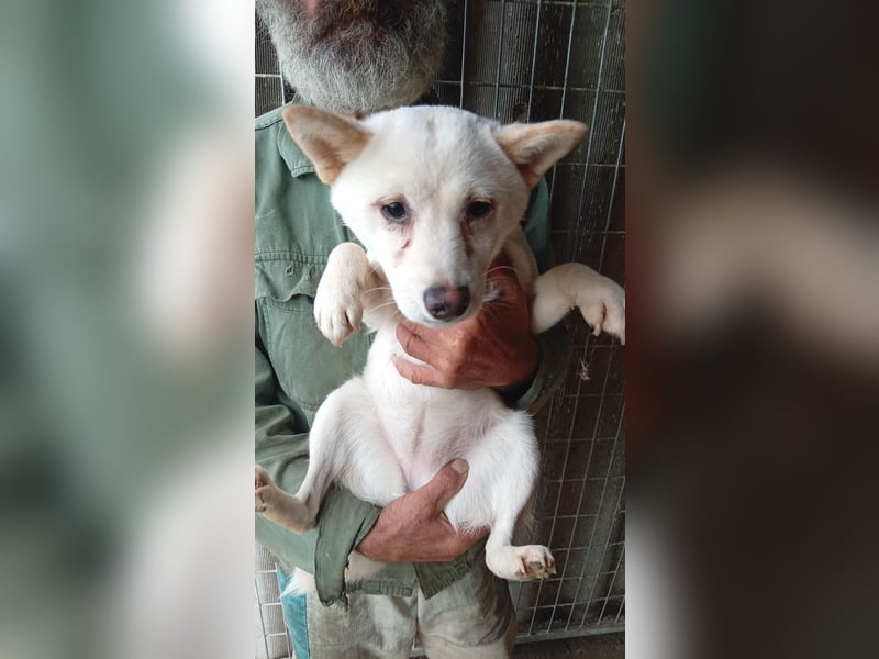 Csik, hübsche, weiße Shiba Inu Junghündin geb. 15.02.2026