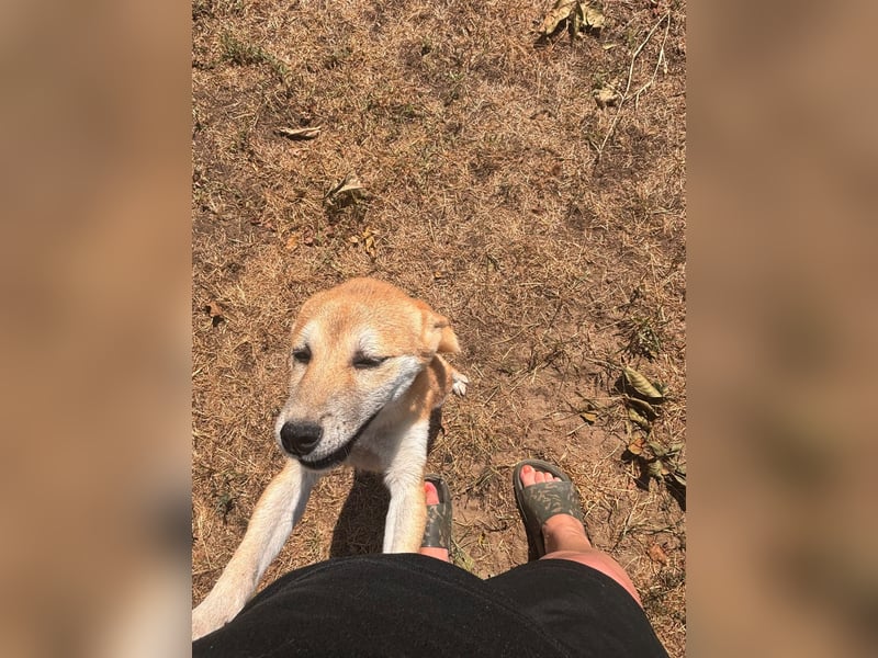 Adel. liebes Shiba Inu Welpenmädchen geb. 02/2026