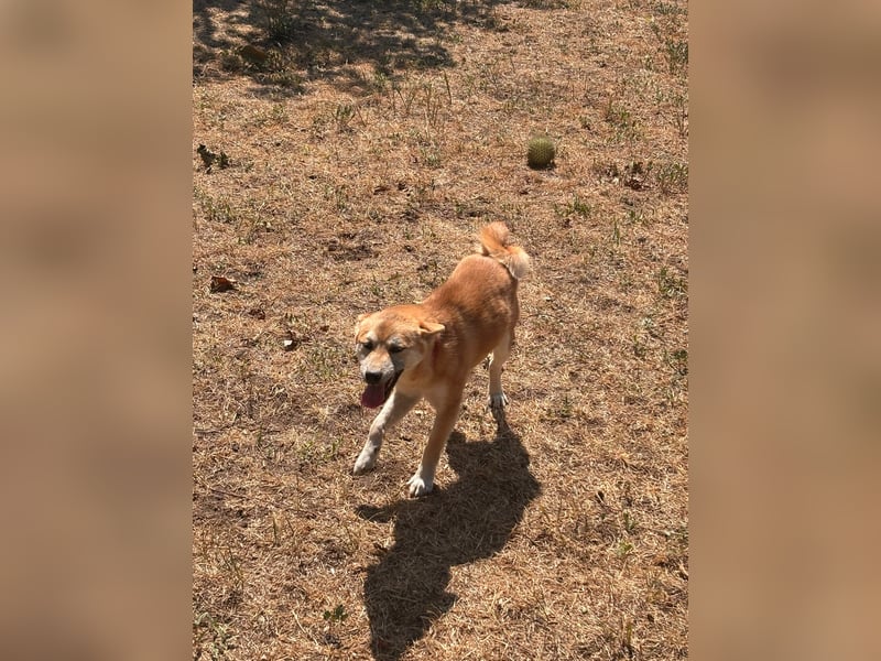 Adel. liebes Shiba Inu Welpenmädchen geb. 02/2026