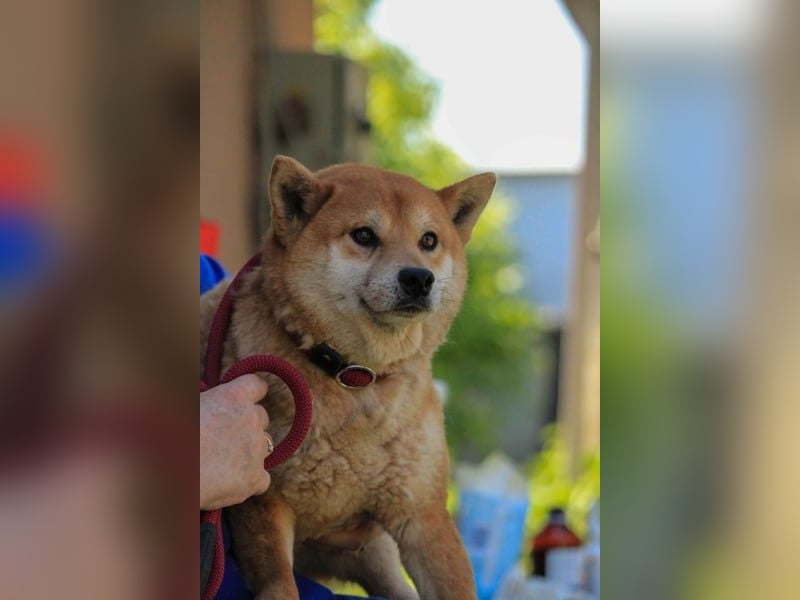 Füresz, schüchterner Shiba Inu Rüde geb. 01/2022