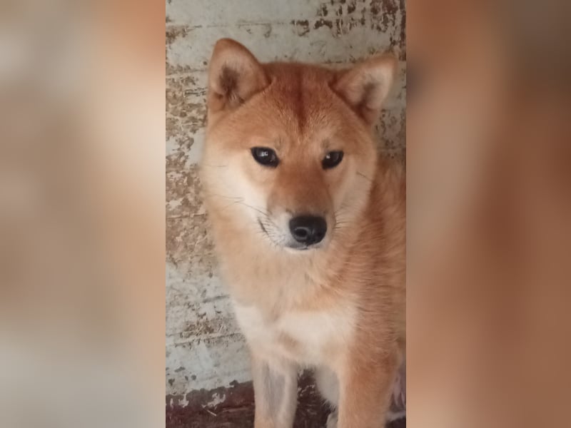 Anygal, junge Shiba Inu Hündin geb. 07/2025