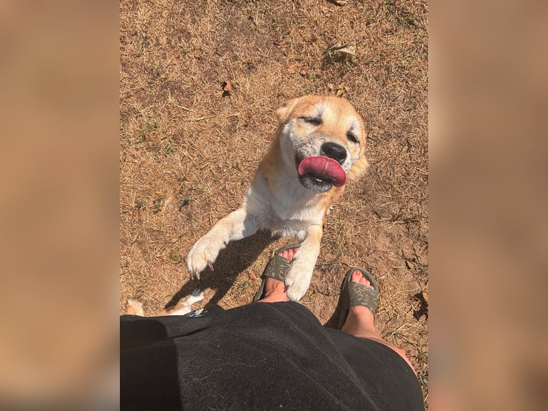 Adel. liebes Shiba Inu Welpenmädchen geb. 02/2026