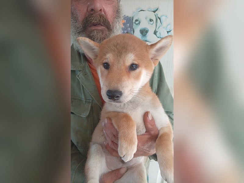 Ananasz, Shiba Inu Welpenjunge geb. 05/2026