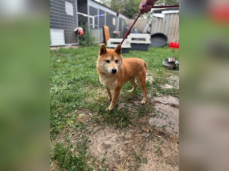 Eragon. schüchterner, lieber Shiba Inu Rüde