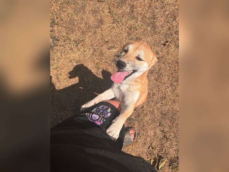 Adel. liebes Shiba Inu Welpenmädchen geb. 02/2026