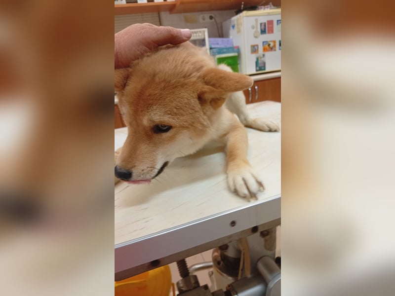 Amaz, sensibler, junger Shiba Inu Rüde geb. 07/2025
