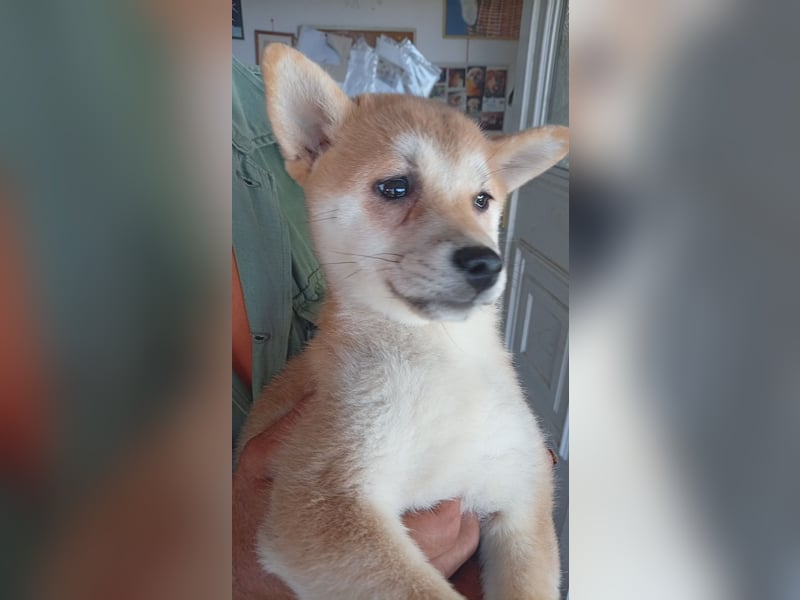 Kivi, Shiba Inu Welpenmädchen geb. 05/2026