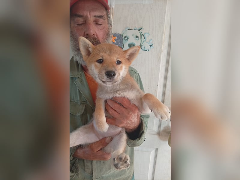 Szilva, Shiba Inu Welpenmädchen geb. 05/2026