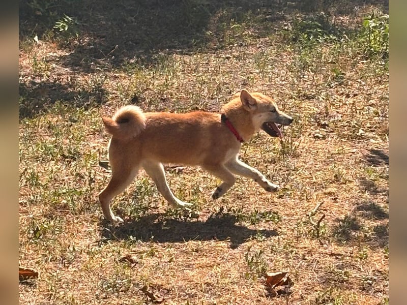 Adel. liebes Shiba Inu Welpenmädchen geb. 02/2026