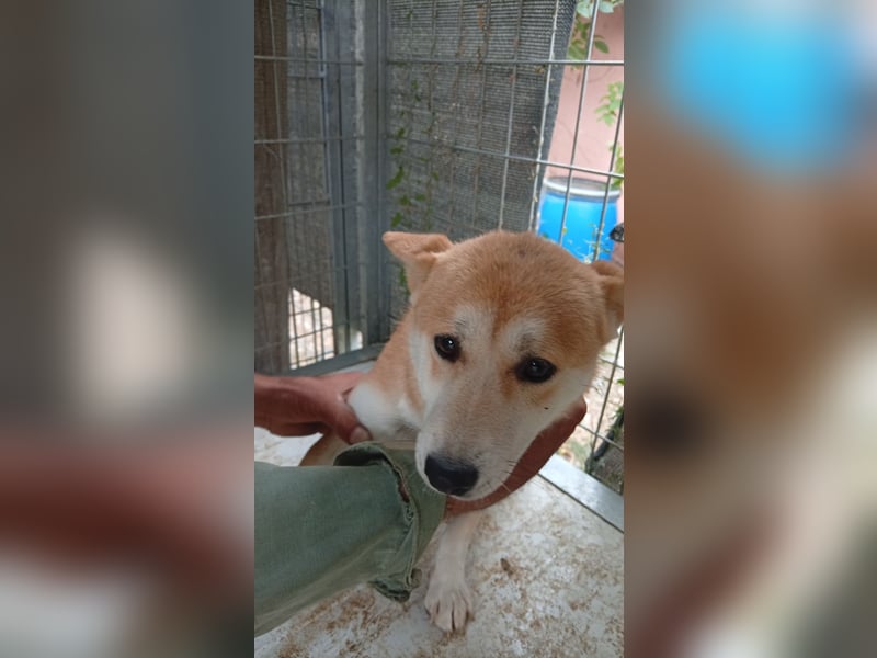 Szenilla, hübsche, schüchterne Shiba Inu Hündin geb.09/2023