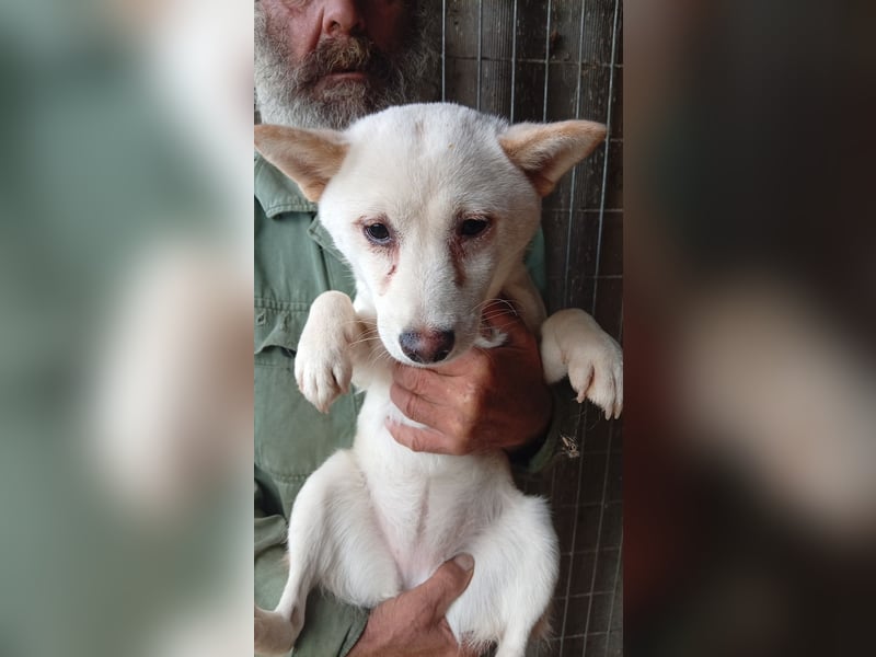Csik, hübsche, weiße Shiba Inu Junghündin geb. 15.02.2026